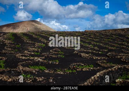Paysage volcanique sur l'île de Lanzarote. Vignes de la Geria dans les champs de lave et de volcans. Îles Canaries.Espagne. Banque D'Images