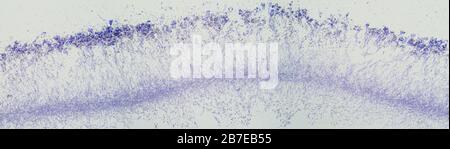 Penicillium, champignons ascomycètes, sous le microscope. Pour les humains, les ascomycètes sont une source de composés médicinaux, tels que les antibiotiques ou la fermentation. Banque D'Images