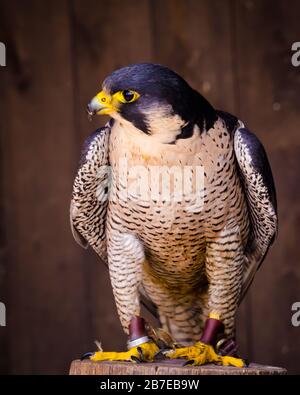 Un beau buzzard du désert Banque D'Images