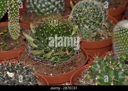 Une grande collection de Ca tuses. Différents types de cactus et de succulents Banque D'Images