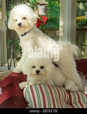 Deux chiens de bechon ont posé l'un debout sur l'autre, tous deux regardant l'appareil photo, le portrait Banque D'Images