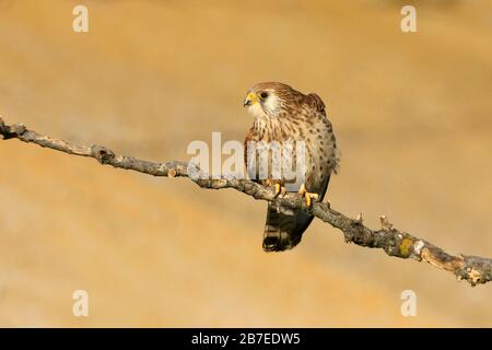 Femelle de petit kestrel. Falco naumanni Banque D'Images