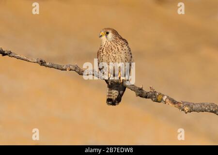 Femelle de petit kestrel. Falco naumanni Banque D'Images