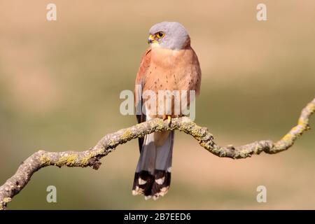 Mâle de Lesser kestrel, faucons, kestrel, oiseaux, Falco naumanni Banque D'Images