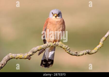 Mâle de Lesser kestrel, faucons, kestrel, oiseaux, Falco naumanni Banque D'Images