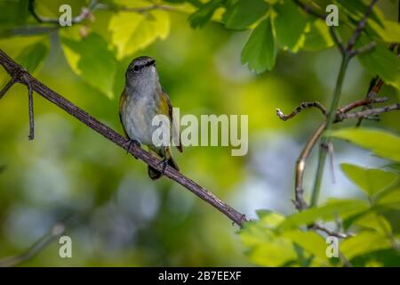 American redstart (Setophaga ruticilla) Banque D'Images