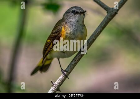 Red start américain (Setophaga ruticilla) Banque D'Images