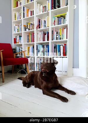 Plan vertical d'un chien assis devant un bibliothèque et fauteuil Banque D'Images