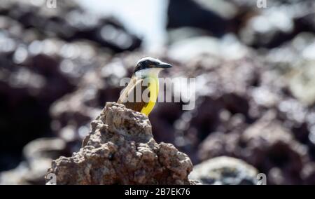 Grand Kiskadee (Pitangus sulfuratus) perché sur les rochers sur le rivage de l'océan à Punta Mita, Nayarit, Mexique Banque D'Images