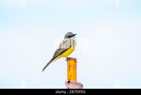 Tropical Kingbird (Tyrannus melancholicus) perché sur un poste à Punta Mita, Nayarit, Mexique Banque D'Images