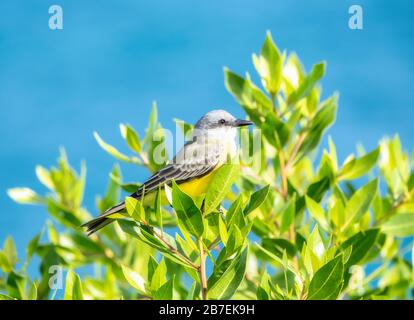 Kingbird tropical (Tyrannus melancholicus) perché sur la végétation à Mita, Nayarit, Mexique Banque D'Images