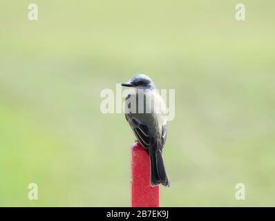 Tropical Kingbird (Tyrannus melancholicus) perché sur un poste rouge à Punta Mita, Nayarit, Mexique Banque D'Images