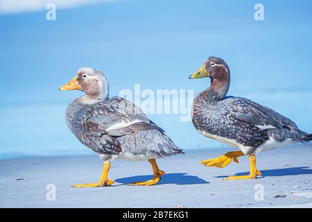 Canards à vapeur (Pachyeres brachypterus), marche, îles Falkland, Amérique du Sud Banque D'Images