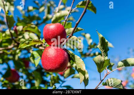 Branche d'arbre de verger d'Apple closeup de deux fruits rouges dans le jardin automne automne campagne agricole en Virginie avec feuilles et fond de ciel Banque D'Images