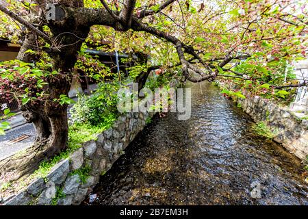 Quartier résidentiel de Kyoto au printemps avec eau du canal de la rivière Takase au Japon le jour ensoleillé avec fleurs de pétales de cerisier sakura sur l'arbre Banque D'Images