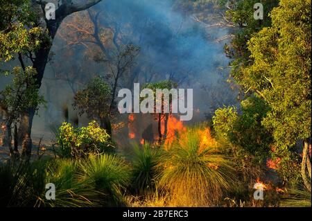 L'eau bombarde un incendie de forêt avec des hélicoptères en Australie occidentale. Banque D'Images