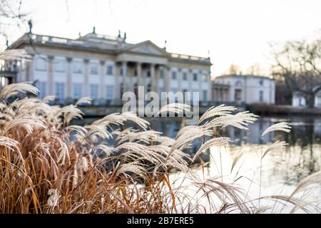 Des roseaux secs en hiver à Warszawa Lazienki ou Royal Baths Park avec jardin de palais de royalties en arrière-plan au coucher du soleil à Varsovie, Pologne Banque D'Images