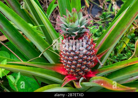 Inde, Karnataka, New Mangalore - 30 décembre 2019 - un grand ananas sur la plante Banque D'Images