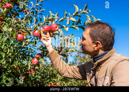Arbres de verger d'Apple et fermier d'homme heureux touchant tenant des fruits rouges dans le jardin en automne campagne agricole de l'automne en Virginie Banque D'Images