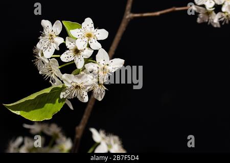 Poire à fleurs Pyrus callaryana fleurs blanches au printemps Banque D'Images