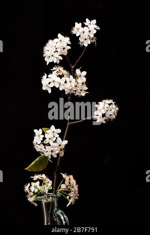 Poire à fleurs Pyrus callaryana fleurs blanches au printemps Banque D'Images