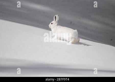 Lièvre d'Amérique assis sur la neige Banque D'Images