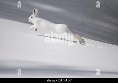 Lièvre d'Amérique qui longe la neige Banque D'Images