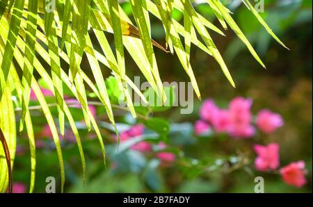 Feuilles de palmiers tropicales, concept de fond de la nature. Rétro-éclairage. Espace de copie. Banque D'Images