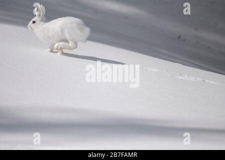 Lièvre d'Amérique qui longe la neige Banque D'Images