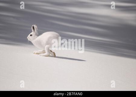 Lièvre d'Amérique qui longe la neige Banque D'Images