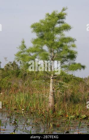 Bald Cypress Trees, (Taxodium distichum), Okefenokee Swamp, Géorgie et Floride, États-Unis, par Dembinsky photo Associates Banque D'Images