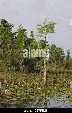 Bald Cypress Trees, (Taxodium distichum), Okefenokee Swamp, Géorgie et Floride, États-Unis, par Dembinsky photo Associates Banque D'Images