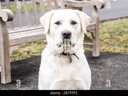 Le magnifique Labrador jaune est assis de nouveau pour qu'il puisse prendre sa photo. Il regarde directement l'appareil photo. Banque D'Images