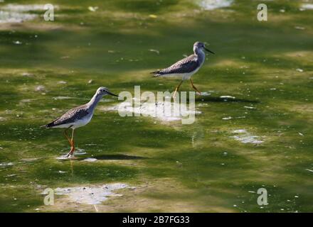 Deux Lesser Yellowlegs (Tringa flavipes) qui s'enfourchent dans les chagères du lac Columbia à Waterloo, en Ontario. Banque D'Images