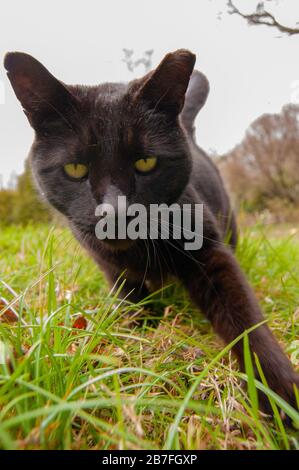 Photo du chat marchant à travers l'herbe. Banque D'Images