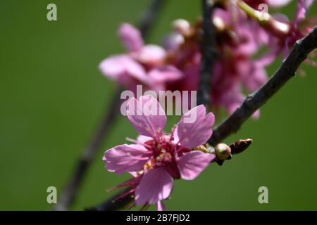 Macro de floraison rose de la première Dame sur fond vert du printemps Banque D'Images