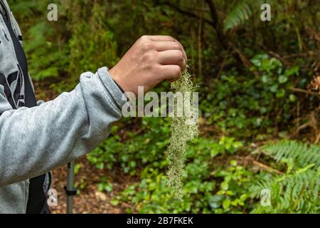 Un jeune homme sur une promenade à travers la forêt unique enaga d'Anaga. Tient un lichen dans sa main. Nature pure et air pur : les ulnéas poussent sur les arbres à la moun Banque D'Images