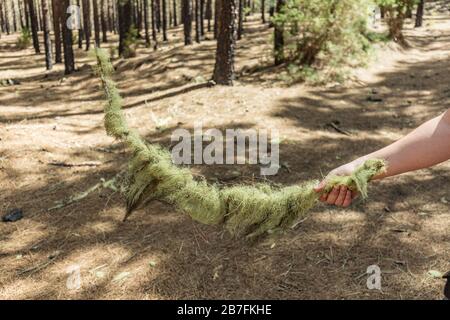Le jeune voyageur tient dans sa main une branche incurvée couverte de forêt de pins de lichen avec des aiguilles de feuilles de pin sèches tapis près du volcan Arenas Negra Banque D'Images