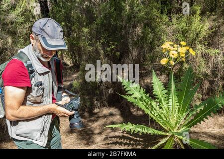 Voyageur dans une casquette avec sac à dos, des bâtons de randonnée s'est arrêté pour faire un coup de feu d'énorme fleur de pissenlit. Forêt de pins près du volcan Arenas Negras. T Banque D'Images