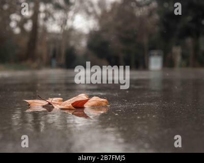 Feuilles d'automne sous la pluie sur la route à l'extérieur, à l'extérieur près d'un parc forestier arbres. Moody, image grise Banque D'Images