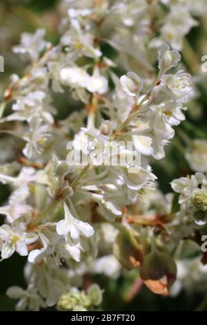 Falloupia baldschuanica - plantes sauvages abattus à l'automne. Automne Banque D'Images