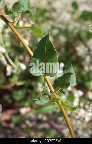 Falloupia baldschuanica - plantes sauvages abattus à l'automne. Automne Banque D'Images