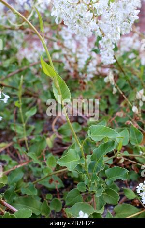 Falloupia baldschuanica - plantes sauvages abattus à l'automne. Automne Banque D'Images