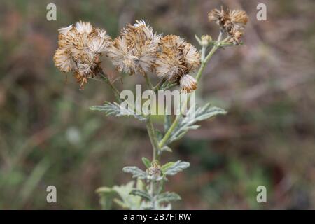 Jacobaea erucifolia Var. Cinerea, Hoary Ragwort - plantes sauvages abattus à l'automne. Automne Banque D'Images