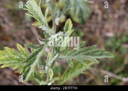 Jacobaea erucifolia Var. Cinerea, Hoary Ragwort - plantes sauvages abattus à l'automne. Automne Banque D'Images