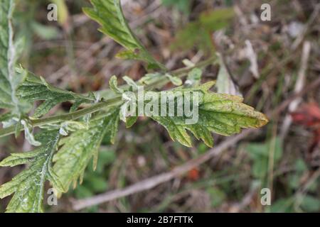 Jacobaea erucifolia Var. Cinerea, Hoary Ragwort - plantes sauvages abattus à l'automne. Automne Banque D'Images