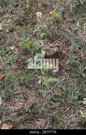 Jacobaea erucifolia Var. Cinerea, Hoary Ragwort - plantes sauvages abattus à l'automne. Automne Banque D'Images