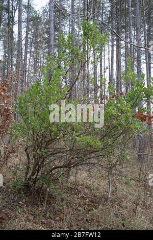 Arbutus unedo, Strawberry Madrone - plantes sauvages abattus à l'automne. Automne Banque D'Images
