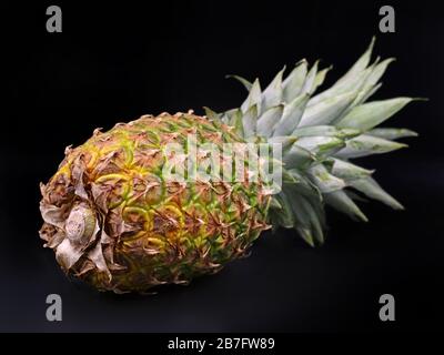 vue latérale de l'ananas couché isolé sur fond noir Banque D'Images