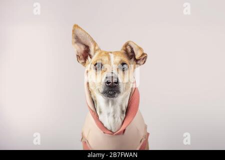 Portrait d'un chien croisé regardant la caméra sur fond beige. Chien pour adoption. Banque D'Images